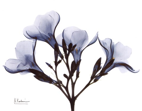 Framed Blue Oleander Print