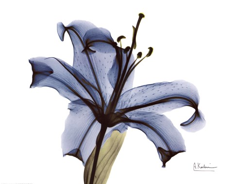 Framed Blue Stargazer Lily Print
