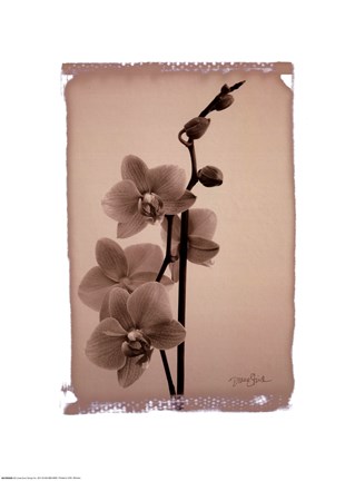 Framed Polaroid Orchid Print