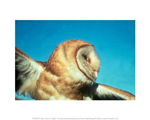 Framed Barn Owl In Flight Print