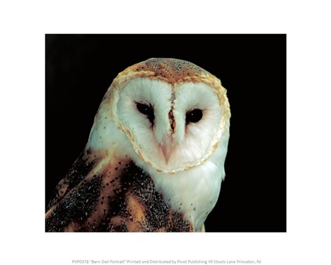 Framed Barn Owl Portrait Print