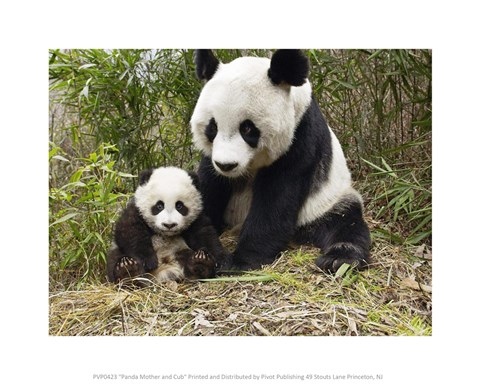 Framed Panda Mother and Cub Print