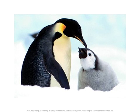 Framed Penguin Feeding Its Baby Print