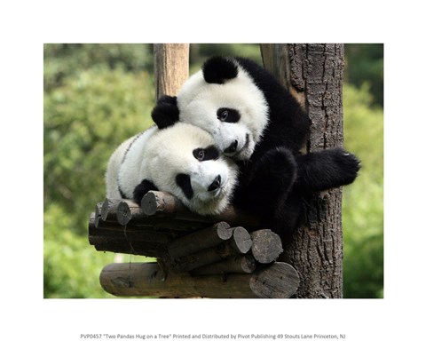 Framed Two Pandas Hug on a Tree Print