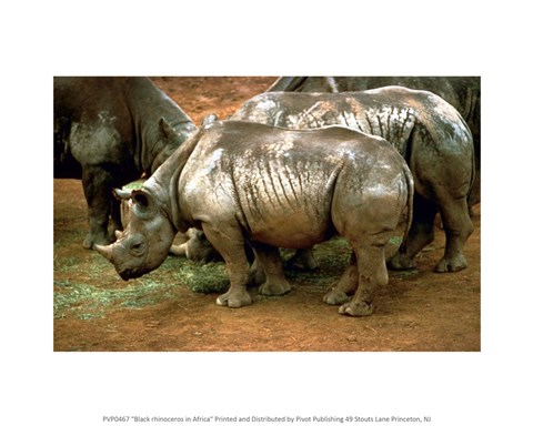 Framed Black Rhinoceros in Africa Print
