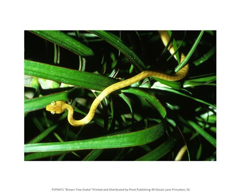 Framed Brown Tree Snake Print