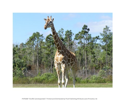Framed Giraffe Camelopardalis Print