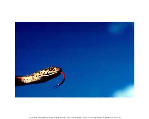 Framed Wandering Garter Snake Print