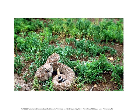 Framed Western Diamondback Rattlesnake Print