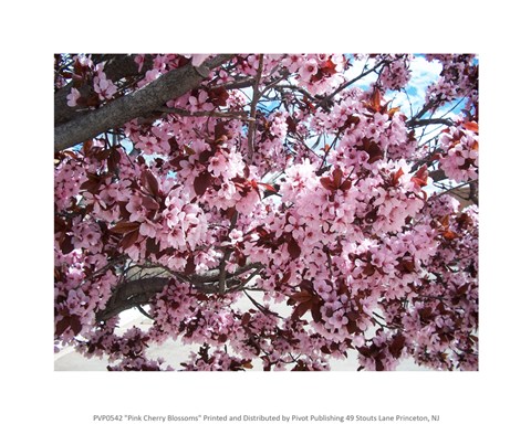 Framed Pink Cherry Blossoms Print