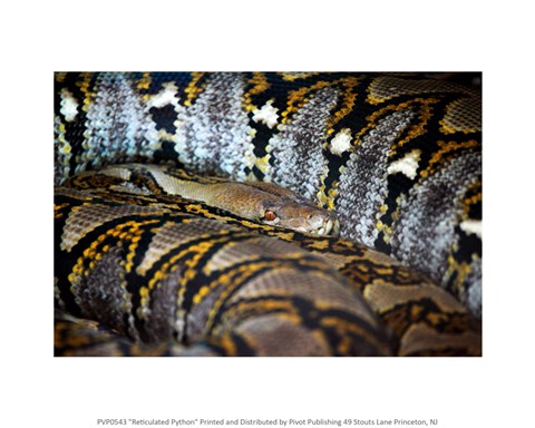 Framed Reticulated Python Print