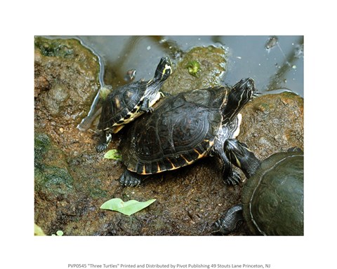 Framed Three Turtles Print