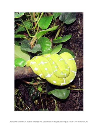 Framed Green Tree Python Print