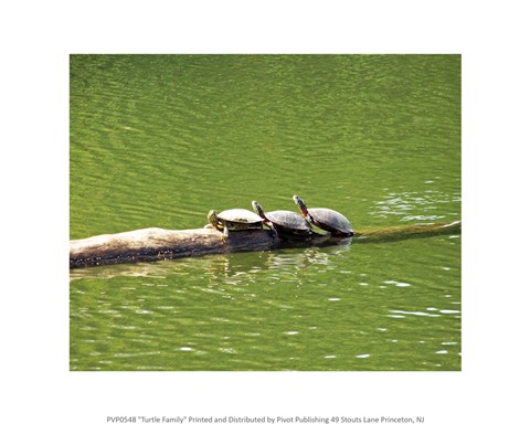 Framed Turtle Family Print