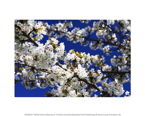 Framed White Cherry Blossom Branches Print