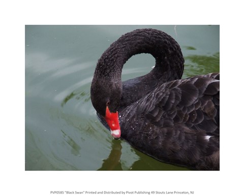 Framed Black Swan Print