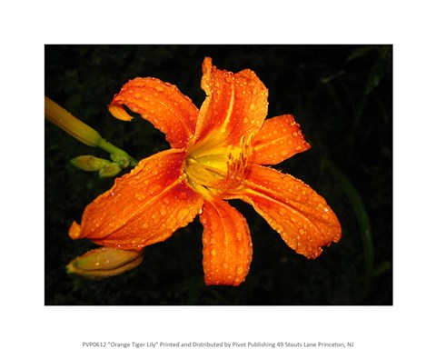 Framed Orange Tiger Lily Print