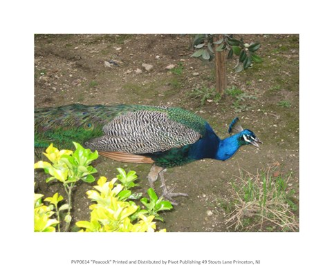 Framed Peacock Print
