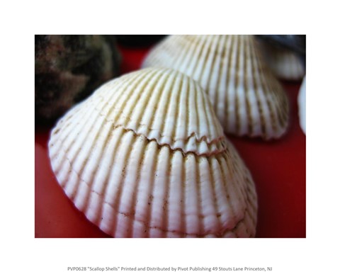 Framed Scallop Shells Print