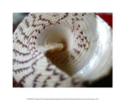 Framed Seashell Print