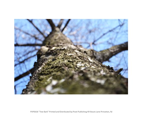 Framed Treebark Photograph Print