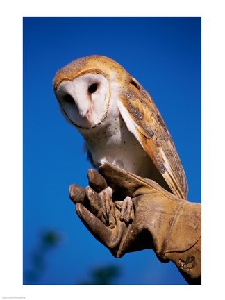 Framed Barn Owl on Hand Print