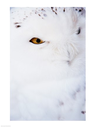 Framed Snowy Owl - white Print