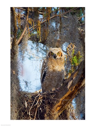 Framed Great Horned Owl Perching on Branch Print