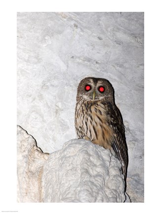 Framed Mottled owl Print