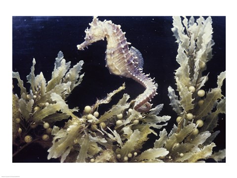 Framed Sea Horse photo Print