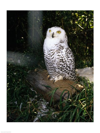 Framed Snowy owl sitting Print