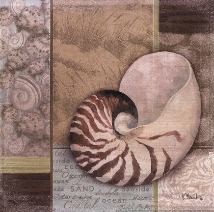 Framed Santa Rosa Shell II Print