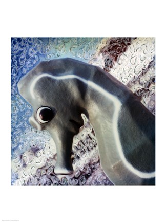 Framed Profile of playground seahorse Print
