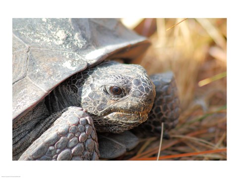 Framed Close-up of a Gopher tortoise Print