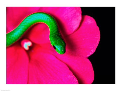 Framed Smooth Green Snake on a flower Print
