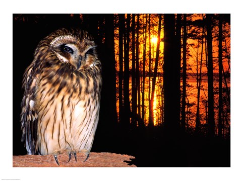 Framed Barred Owl perching on a log Print