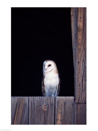 Framed Barn Owl Perched Print