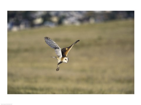 Framed Barn Owl Flying Over Field Print