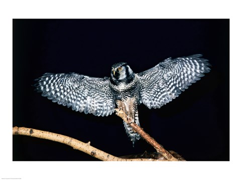 Framed Hawk Owl spreading its wings Print