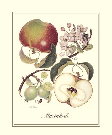 Framed Macintosh Print