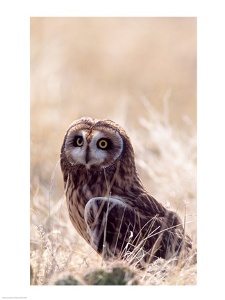 Framed Short-eared Owl Print