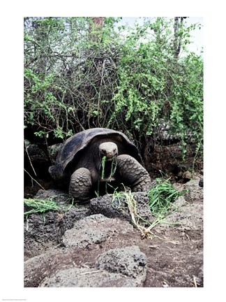Framed Galapagos Giant Tortoise eating grass Print