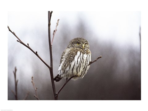 Framed Pygmy Owl Print
