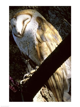 Framed Barn Owl Sleeping Print