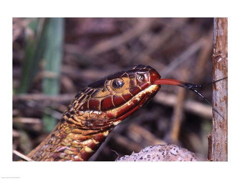 Framed Red-bellied Water Snake Print