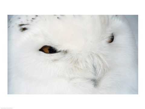 Framed Snowy Owl - eyes Print