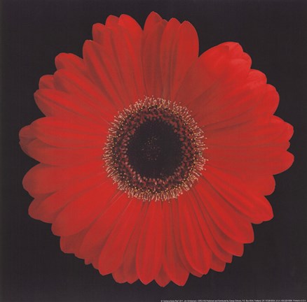 Framed Gerbera Daisy Red Print