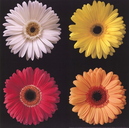 Framed Gerber Group I Print