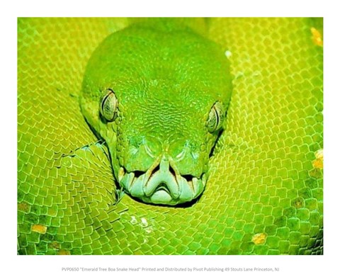 Framed Emerald Tree Boa Snake Head Print