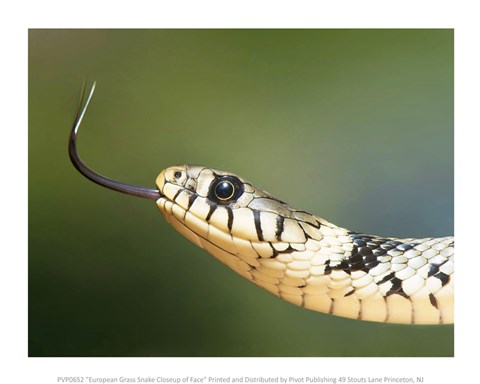 Framed European Grass Snake Closeup of Face Print